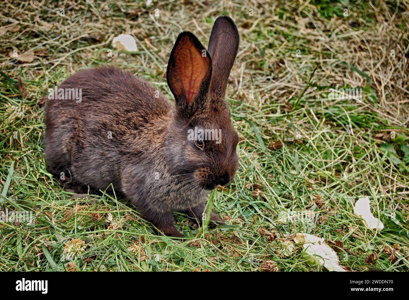 Un grazioso coniglio marrone testa di moro bruca l'erba nel prato Stock Photo