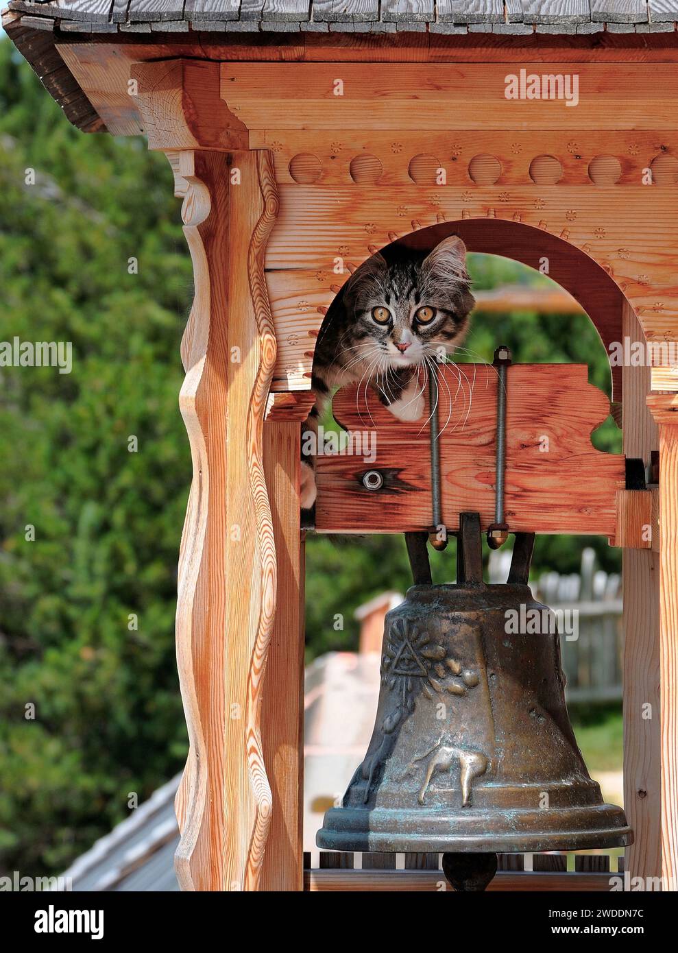 Un piccolo gatto cerca di imparare a suonare una campana Stock Photo