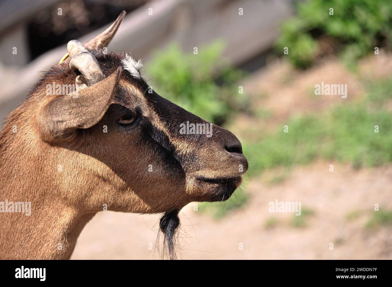 una capra controlla il territorio con il suo sguardo penetrante Stock Photo