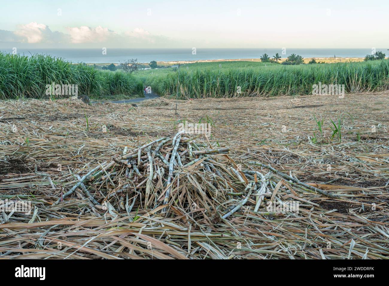 A field of harvested sugar cane on Reunion Island. The cane is cut and
