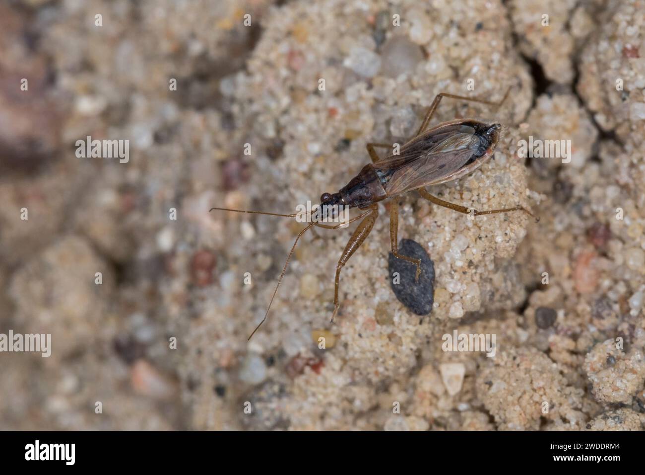Rotbraune Sichelwanze, Sichelwanze, Nabis rugosus, common damsel bug, damsel bug, Common Damselbug, Sichelwanzen, Nabidae Stock Photo