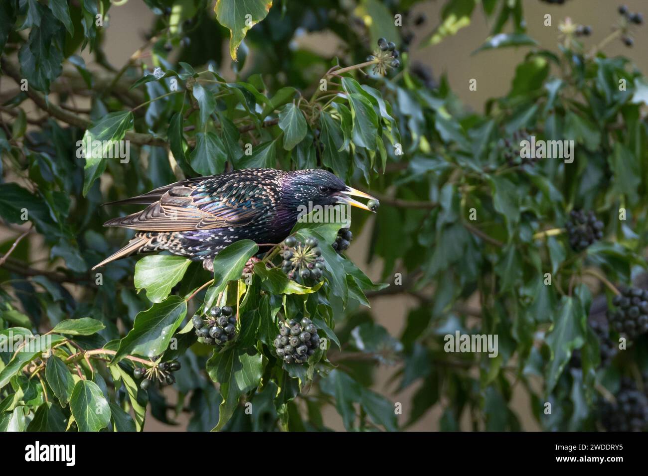Star, frisst Früchte, Beeren von Efeu, Efeubeeren, Sturnus vulgaris