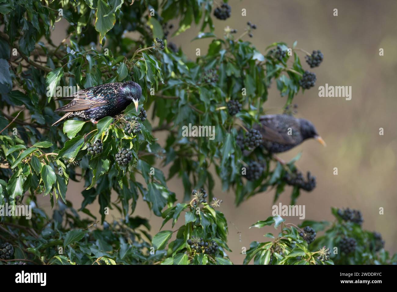 Star, frisst Früchte, Beeren von Efeu, Efeubeeren, Sturnus vulgaris