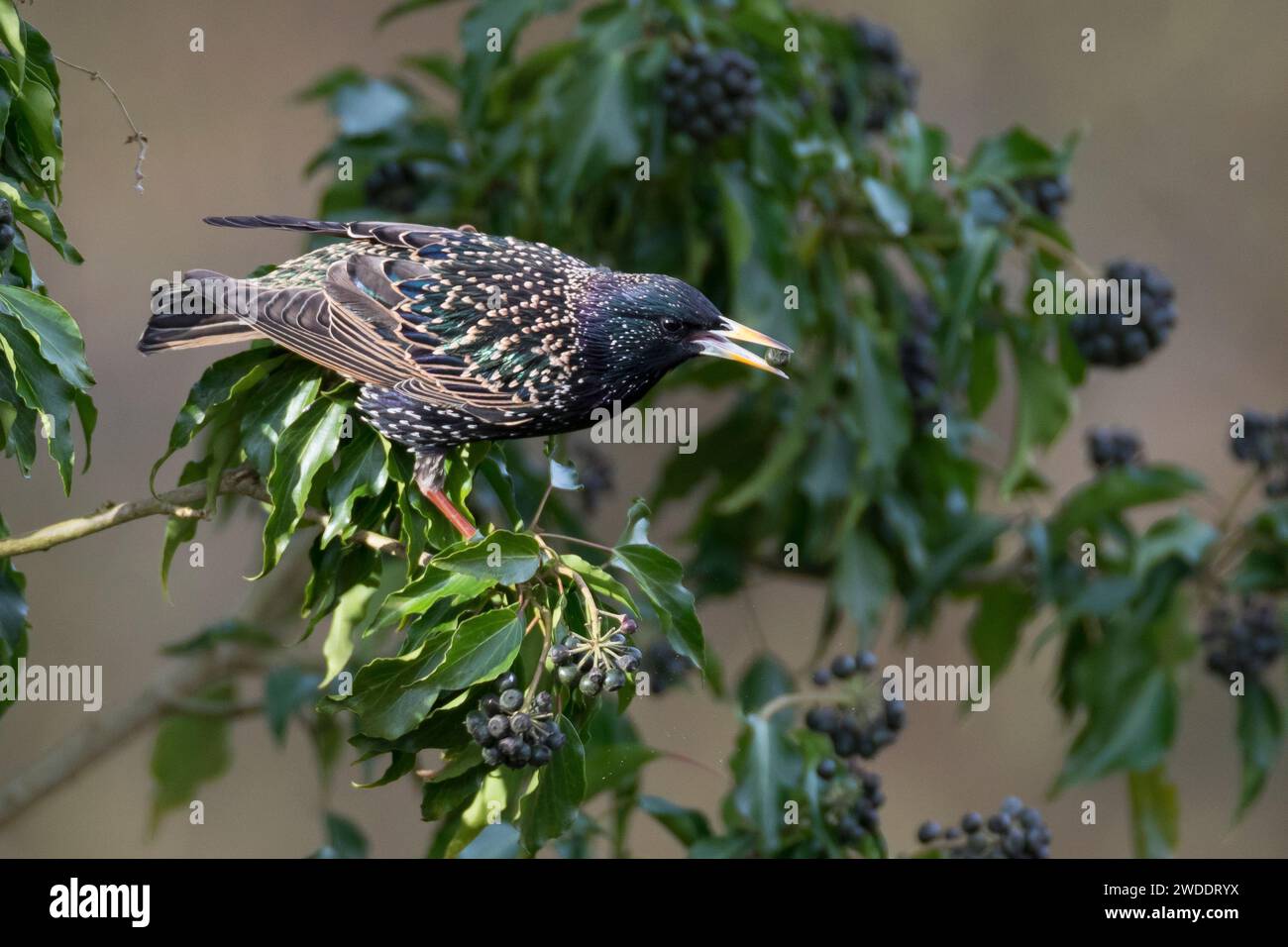 Star, frisst Früchte, Beeren von Efeu, Efeubeeren, Sturnus vulgaris