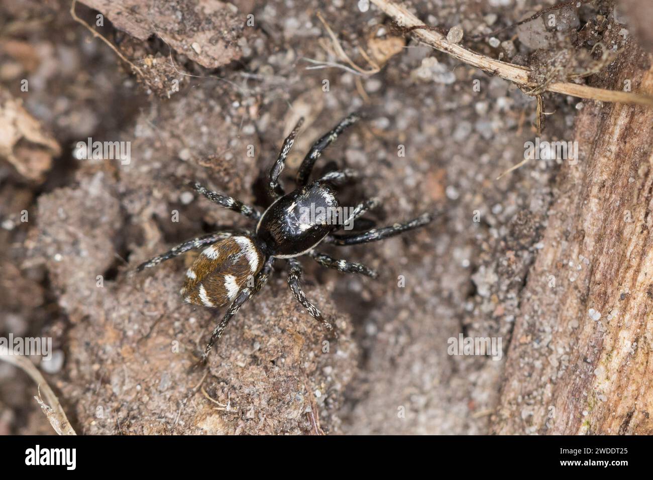 Zebra-Springspinne, Zebraspringspinne, Zebraspinne, Springspinne ...