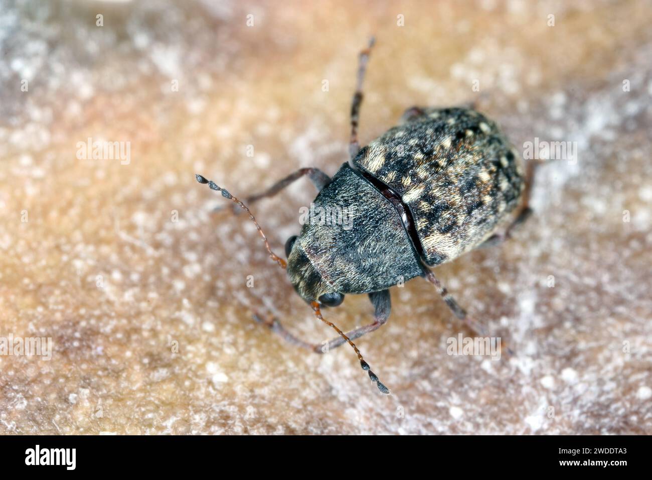 Araecerus fasciculatus, the coffee bean weevil, is a species of beetle (Coleoptera) belonging to the family Anthribidae. Causes significant damage to Stock Photo