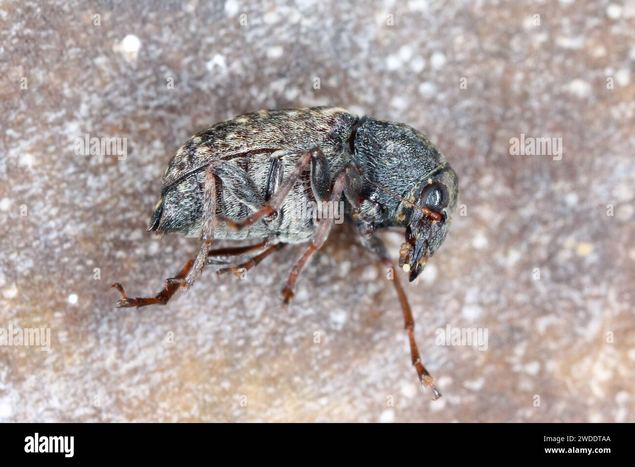 Araecerus fasciculatus, the coffee bean weevil, is a species of beetle (Coleoptera) belonging to the family Anthribidae. Causes significant damage to Stock Photo