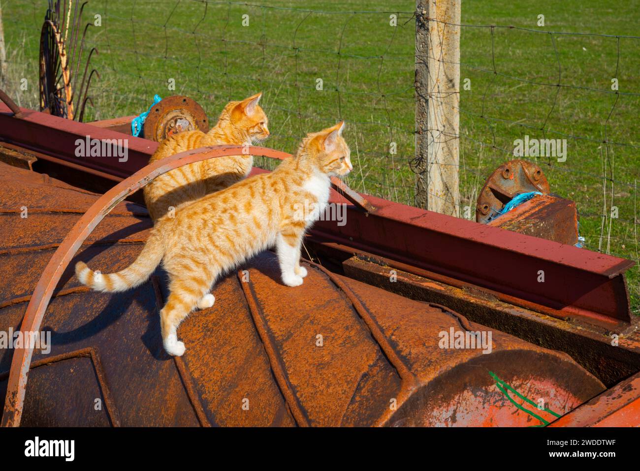 Two cats in the countryside Stock Photo