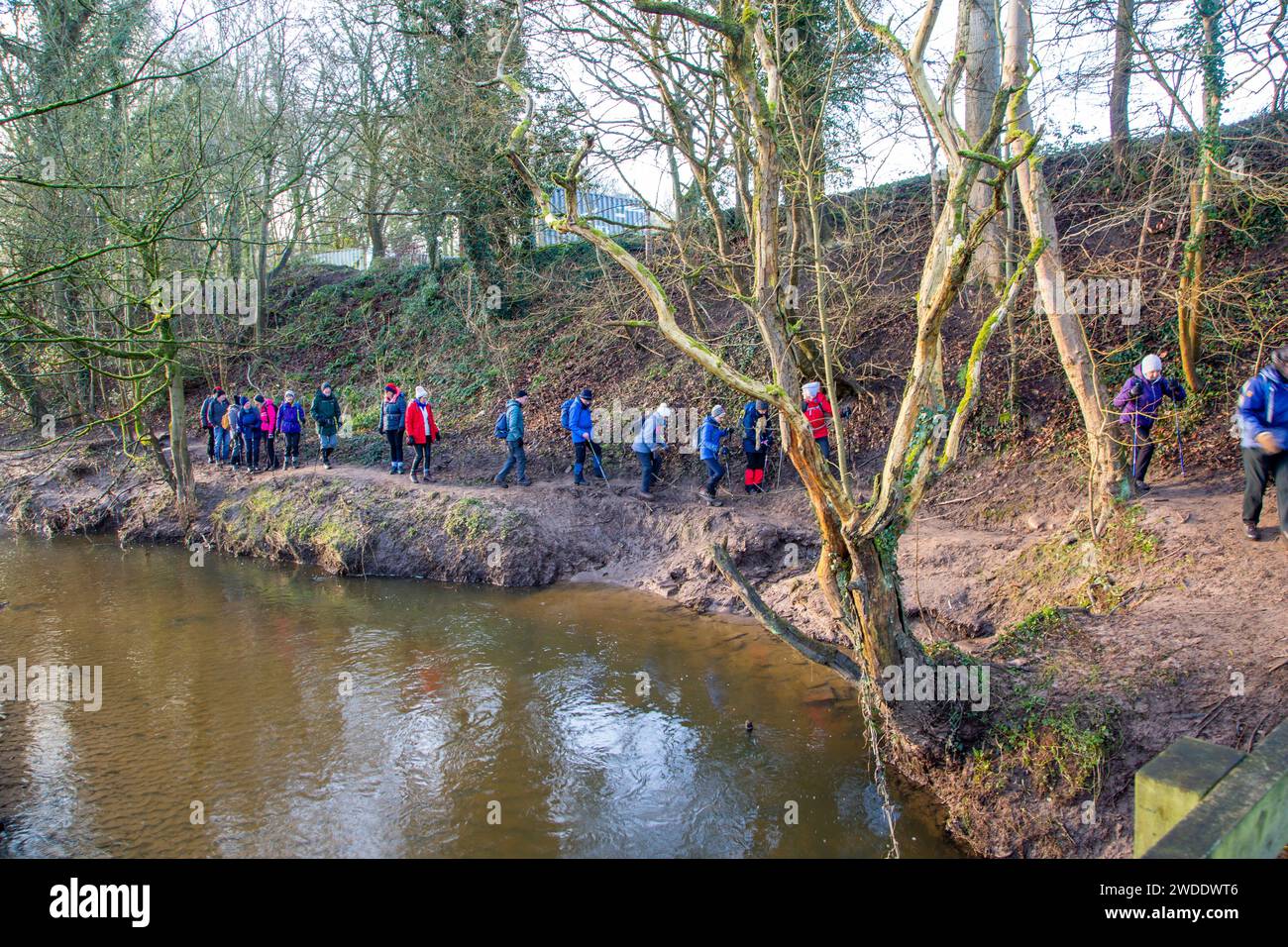 Elderly retired OAP members of a U3A walking group  keeping fit and active on a winter walk along the river Bollin Styal country park Cheshire England Stock Photo