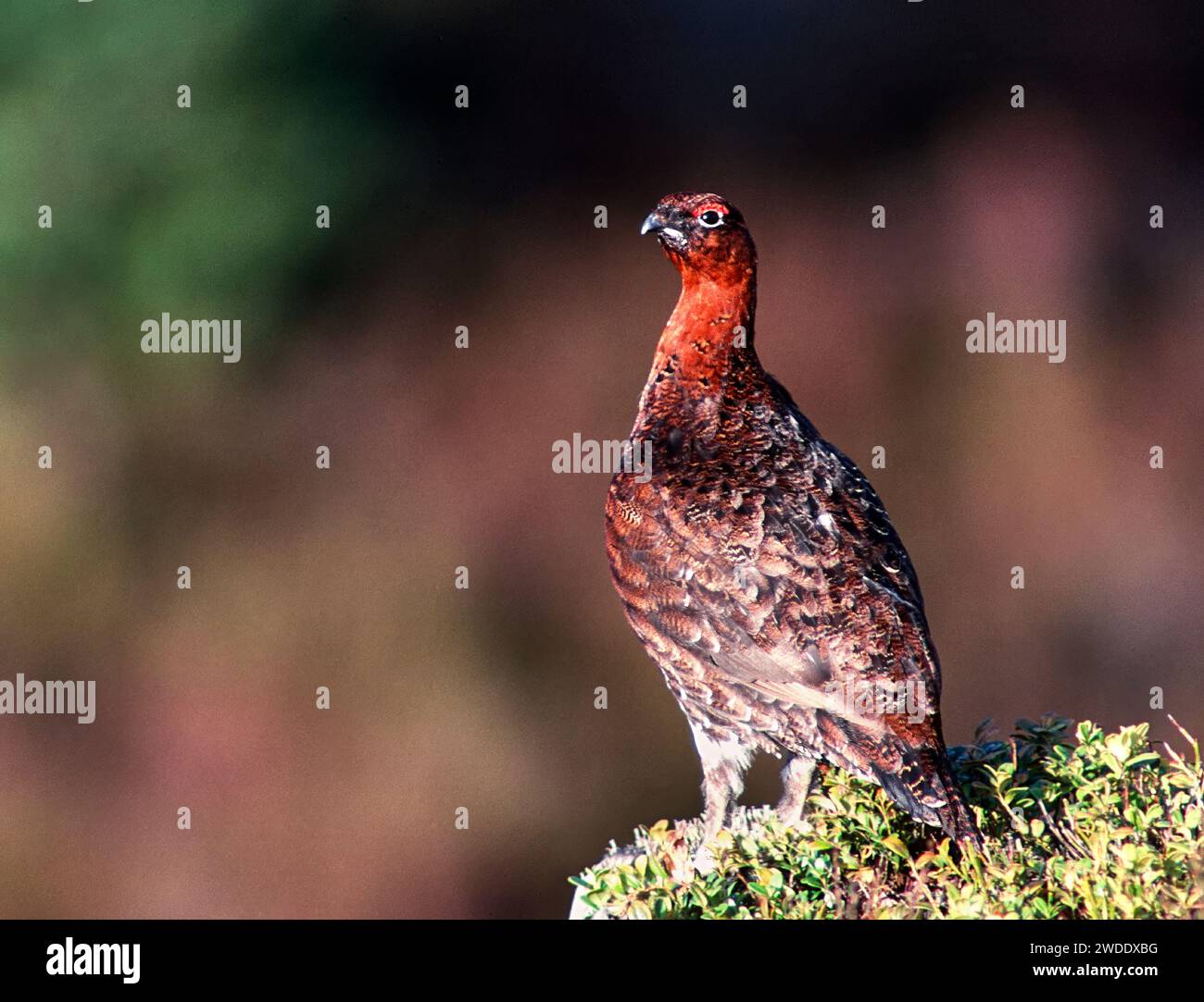 Red grouse Lagopus lagopus scotica keeping watch from a leaf covered tree stump in Scotland Stock Photo