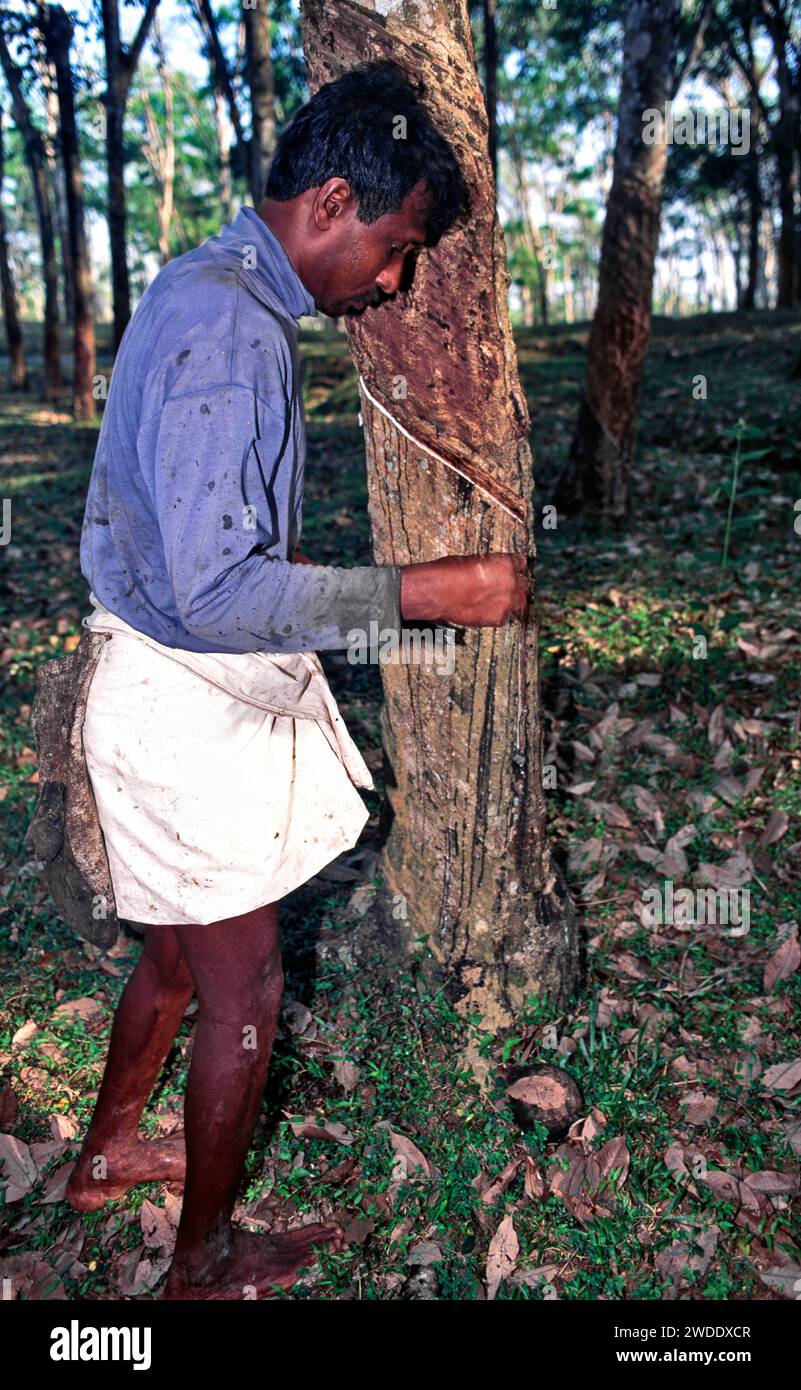 Rubber tapper tapping the tree for latex in Sri Lanka Stock Photo Alamy