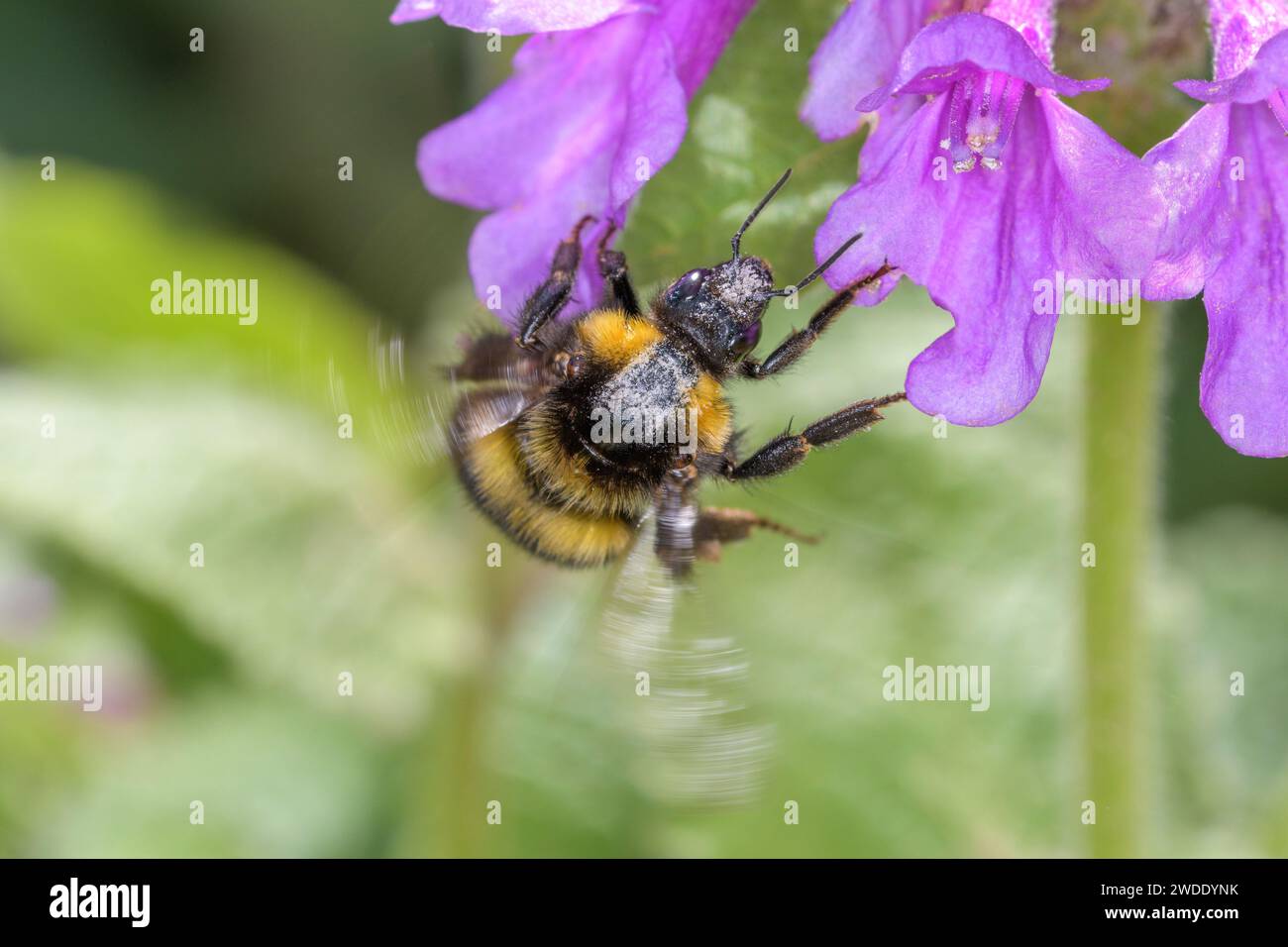 Garden bumblebee or small garden bumblebee - Bombus hortorum pollinates a blossom of the Big betony - Betonica macrantha or Stachys macrantha Stock Photo