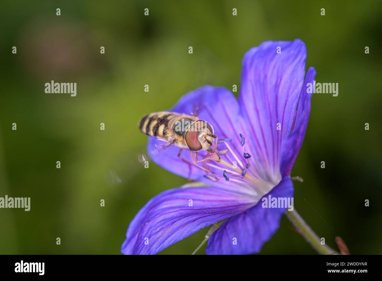 Scaeva selenitica  approaching a blossom from Garden Cranesbill - Geranium Nimbus Stock Photo