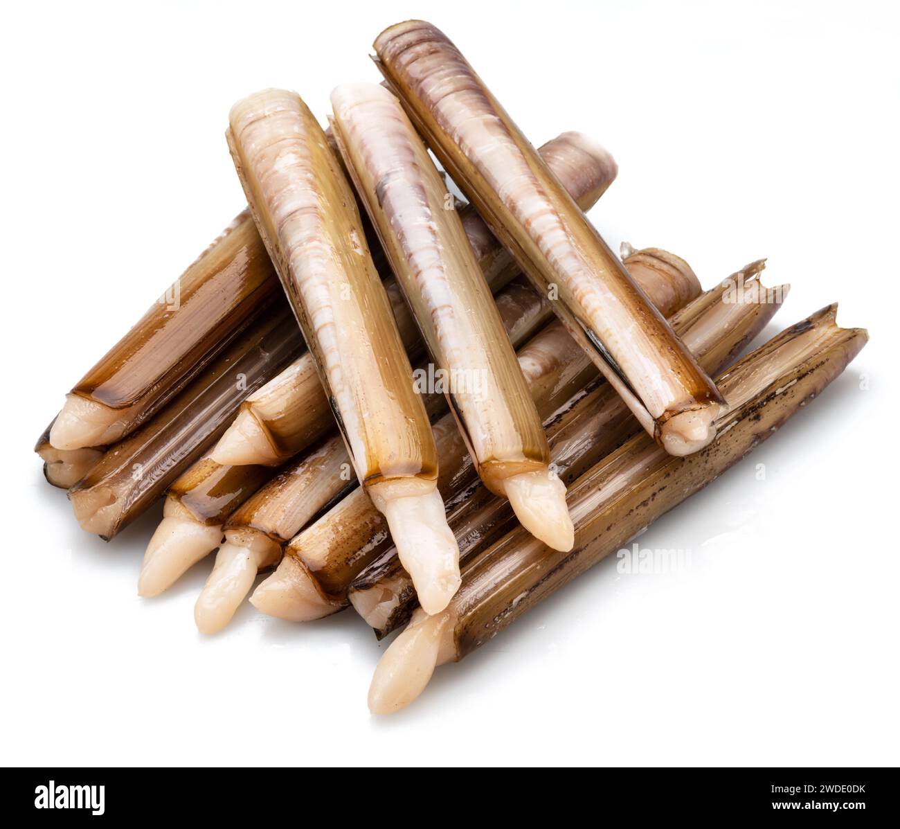 Edible raw razor clams isolated on white background. Delicacy food