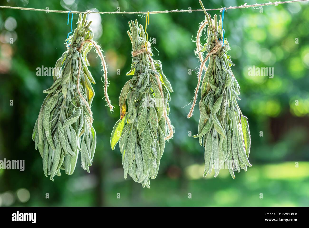 Bunch of  green sage leaves drying on air. Herbs for medicine, aromatherapy and fumigation. Stock Photo