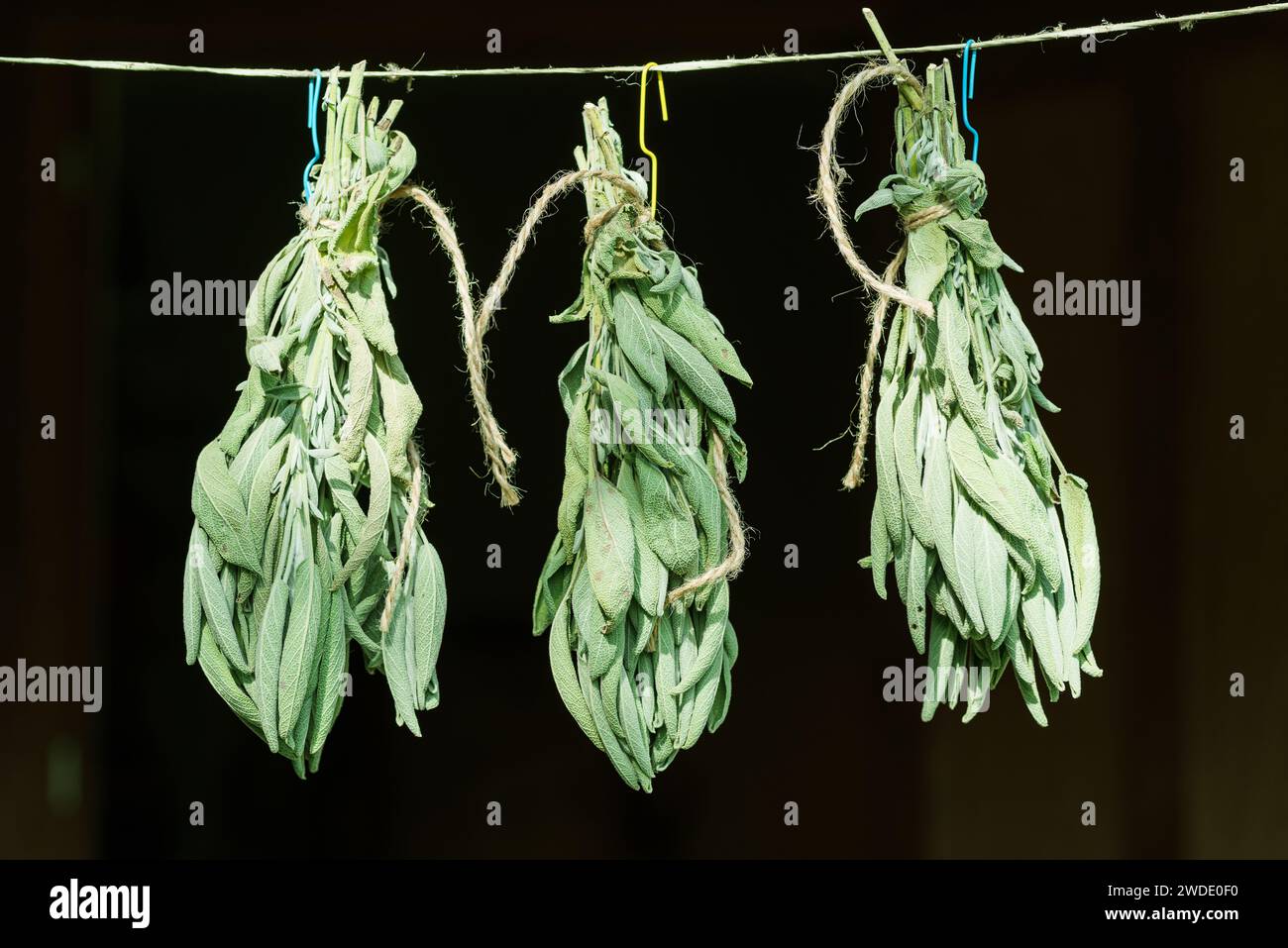 Bunch of  green sage leaves drying on air. Herbs for medicine, aromatherapy and fumigation. Stock Photo