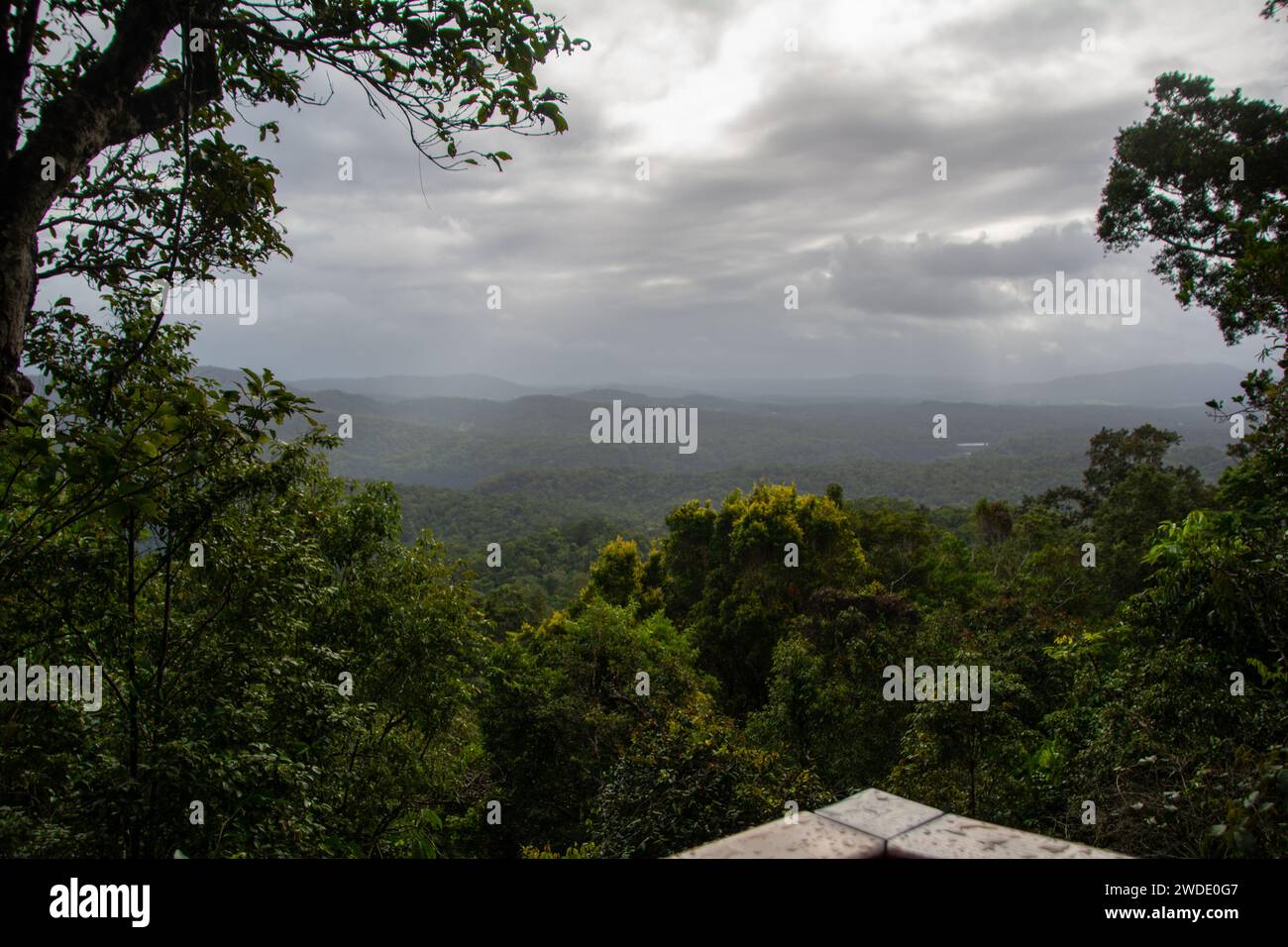 Australian rain forest hi-res stock photography and images - Alamy