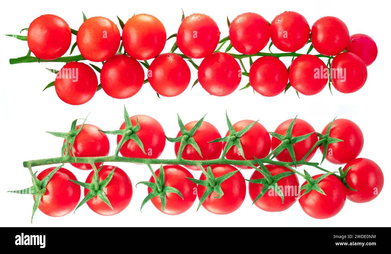 Red cherry tomatoes on branch with water drops isolated on white background. Stock Photo