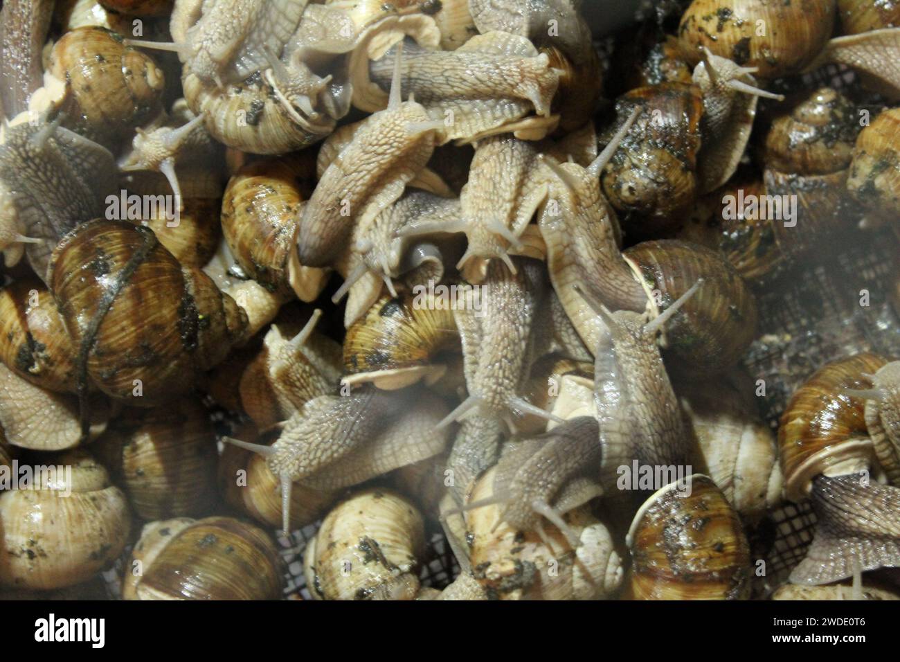 Snails eat food. Nutrition of snails. Growing snails on a farm for restaurants Stock Photo Alamy