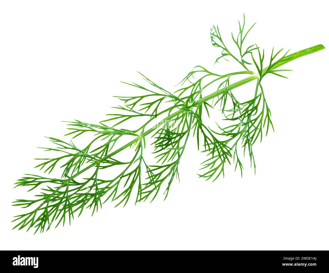 Fresh green dill isolated on white background. Stock Photo