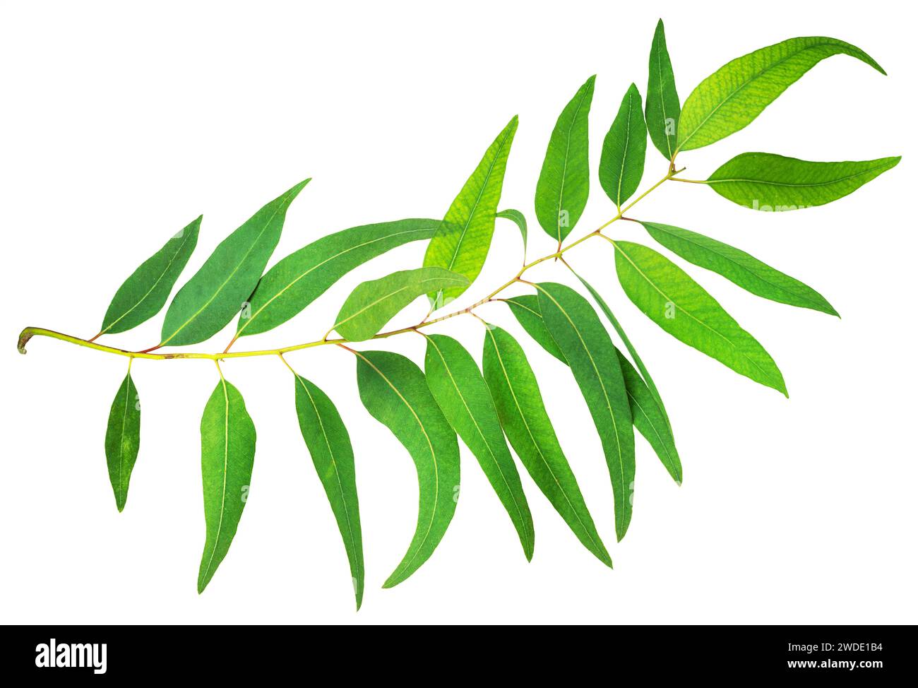 Branch of fresh Eucalyptus leaves on white background. File contains