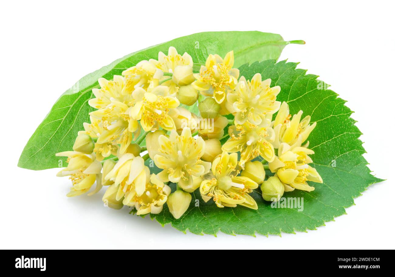 Linden flowers or lime tree flowers isolated on white background. Stock Photo