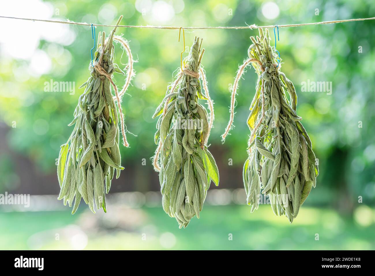 Bunch of  green sage leaves drying on air. Herbs for medicine, aromatherapy and fumigation. Stock Photo
