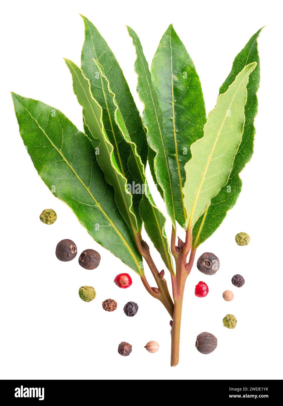 Bunch of green fresh bay leaves with different round peppers isolated