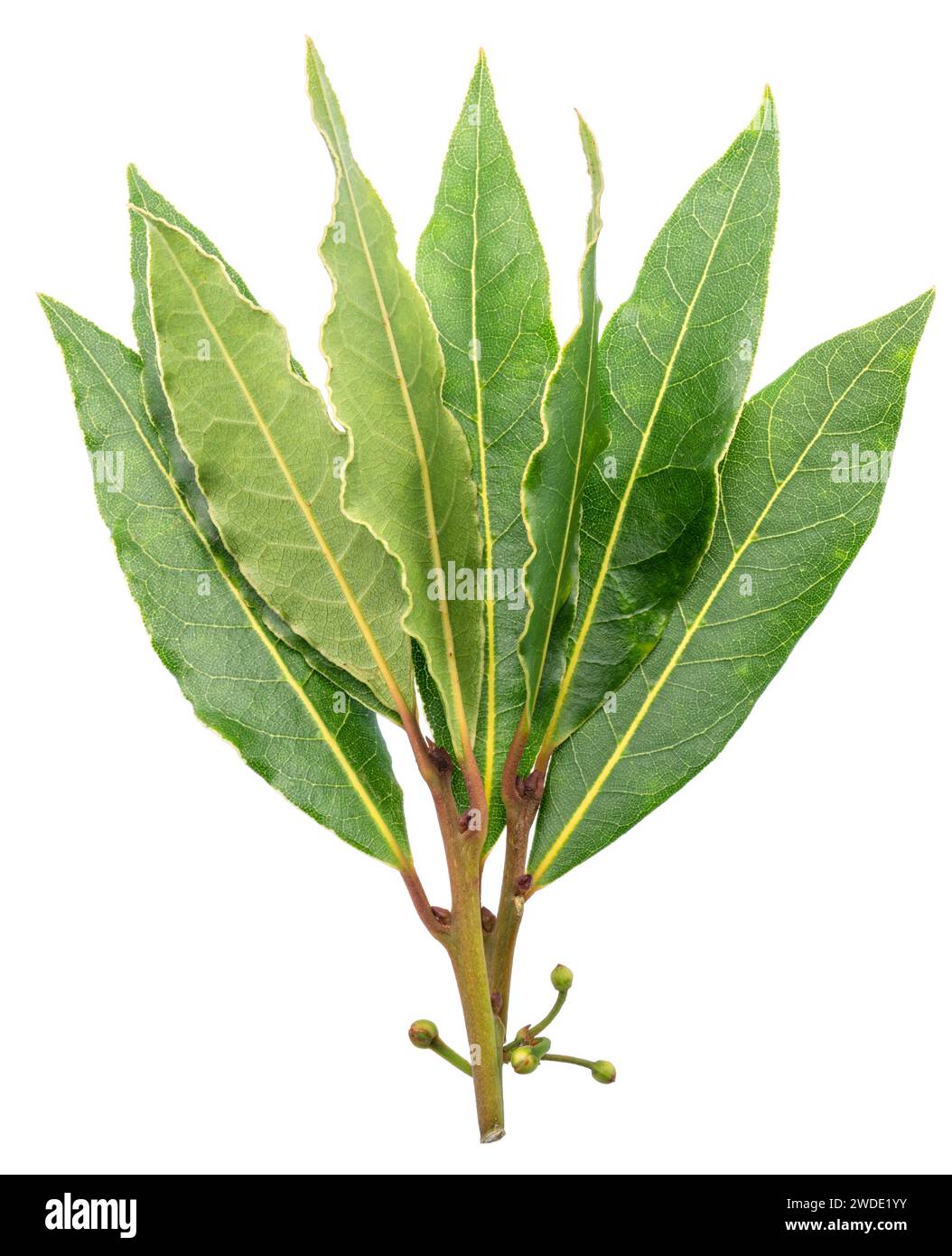 Bunch of green fresh bay leaves isolated on white background. Bay