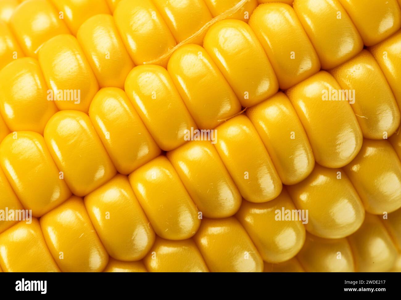 Maize seeds in corn cob closeup. Macro shot. Stock Photo