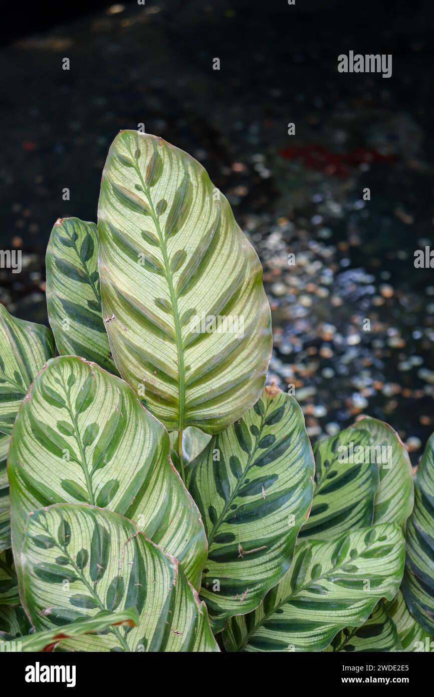 Calathea flower leaves grow around the edge of the image as bronze and silver coins are tossed in lake water in the background Stock Photo