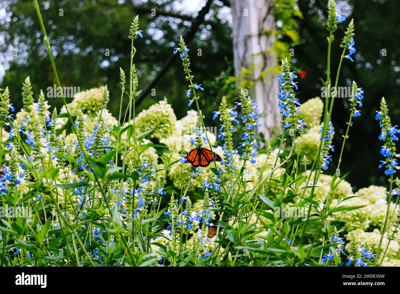 Single orange Monarch butterfly (Danaus plexippus) sitting on a blue Salvia flower in a greenery park Stock Photo