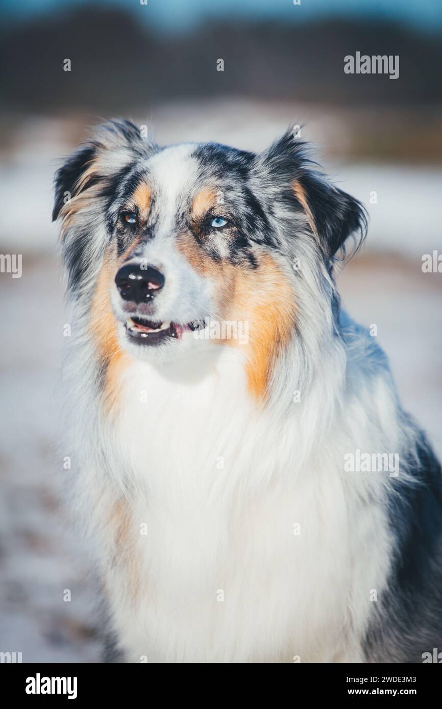 Australian Shepherd Dog (Aussie) in the snow Stock Photo
