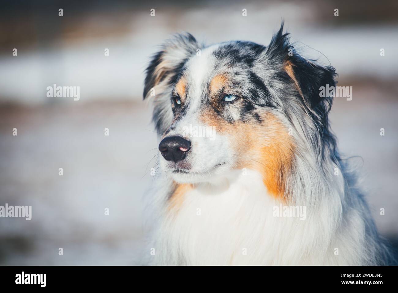 Australian Shepherd Dog (Aussie) in the snow Stock Photo