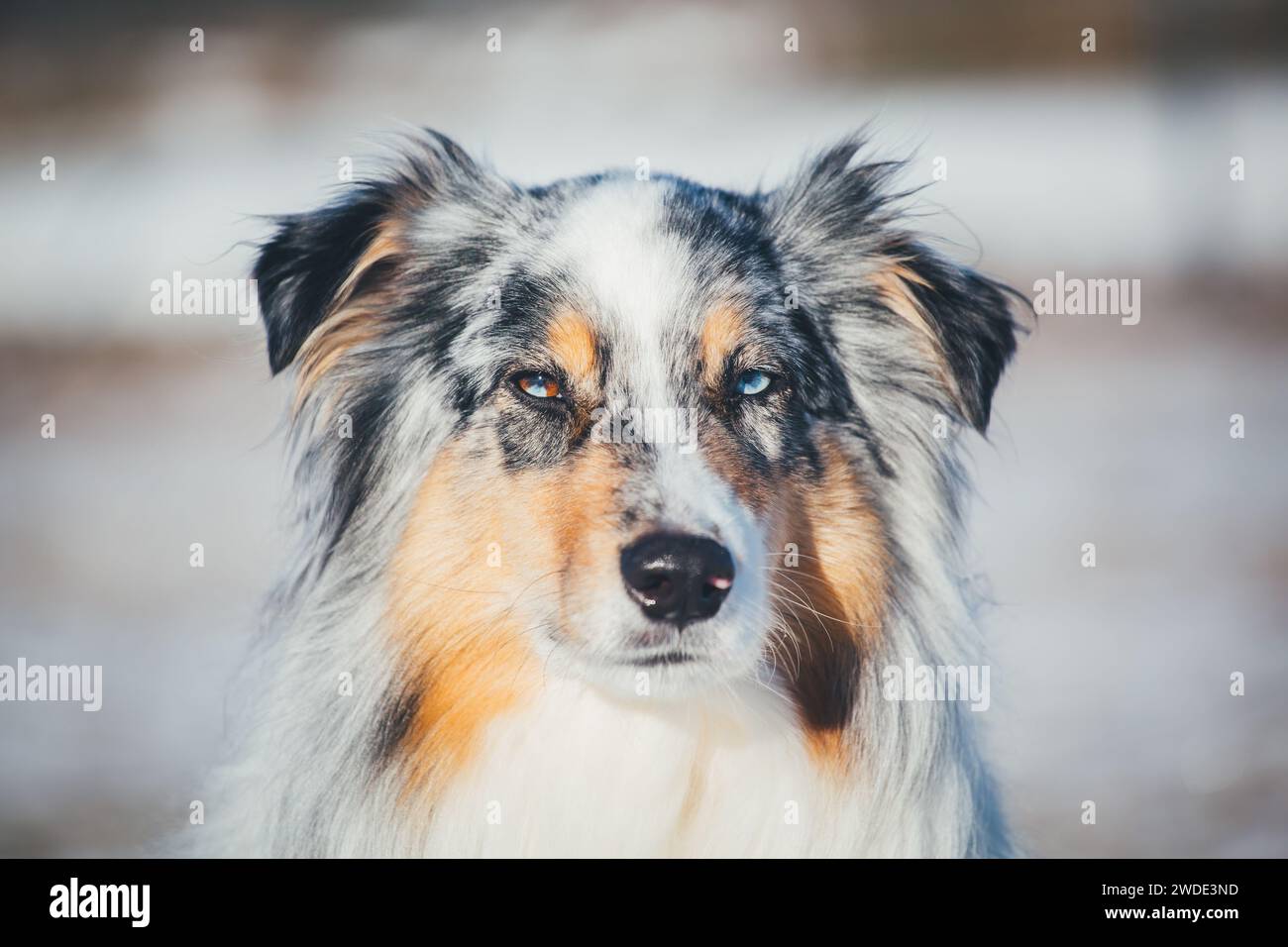Australian Shepherd Dog (Aussie) in the snow Stock Photo