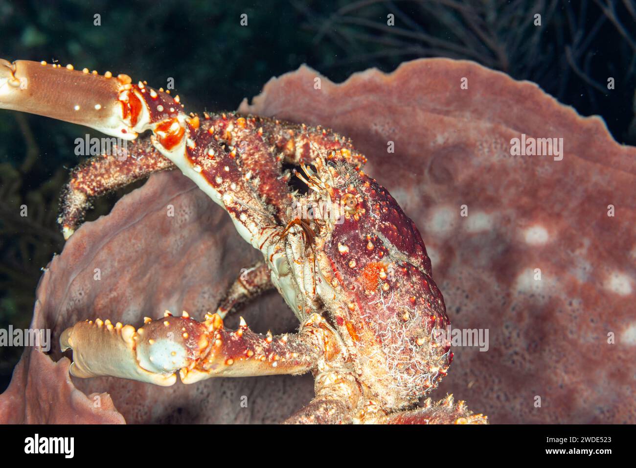 Belize, Batwing Coral Crab (Carpilius corallinus) Stock Photo