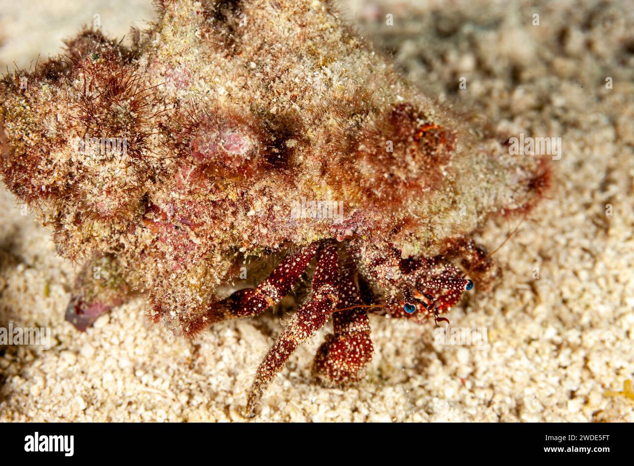 Belize, Caribbean Hermit Crab (Coenobita clypeatus) Stock Photo