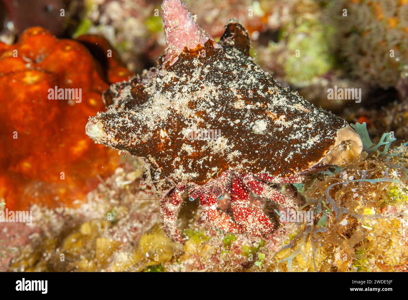 Belize, Caribbean Hermit Crab (Coenobita clypeatus) Stock Photo
