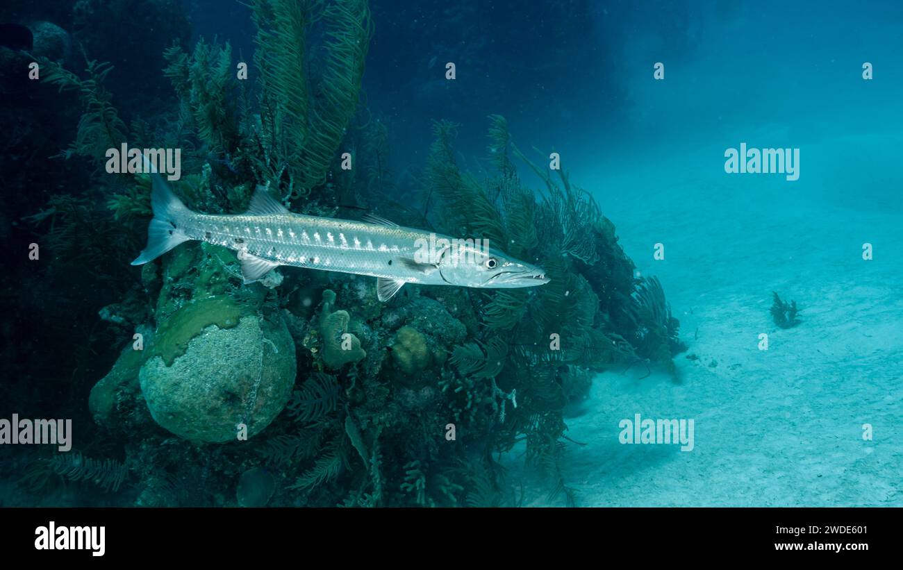 Belize, Great Barracuda (Sphyraena barracuda) Stock Photo