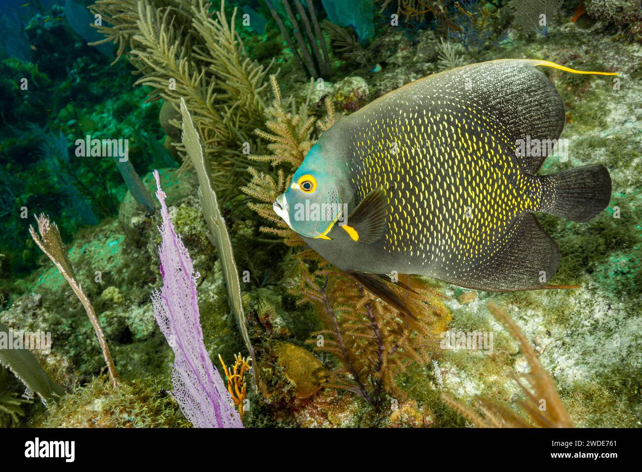 Belize, French Angelfish (Pomacanthus paru) Stock Photo