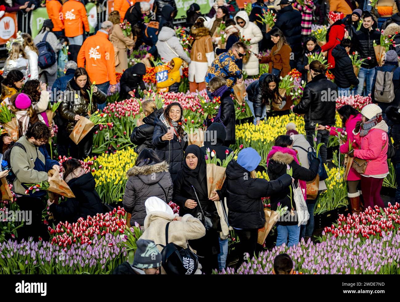 AMSTERDAM Visitors pick tulips in the picking garden during National