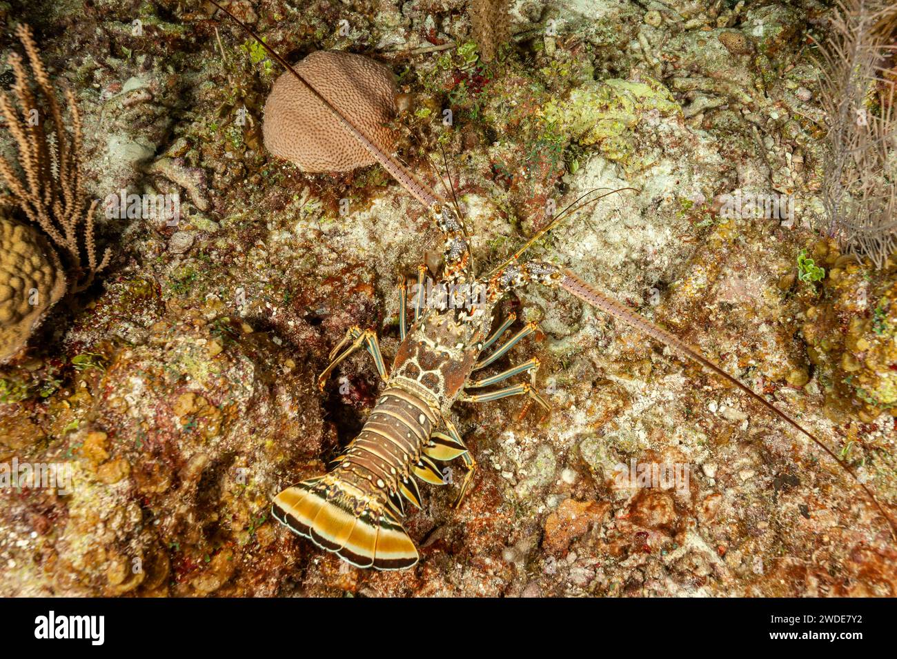 Belize, Caribbean Spiny Lobster (Panulirus argus) Stock Photo