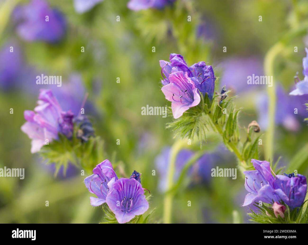 Echium, Annual borage,  flowering in a garden, bee & insect friendly, June Stock Photo