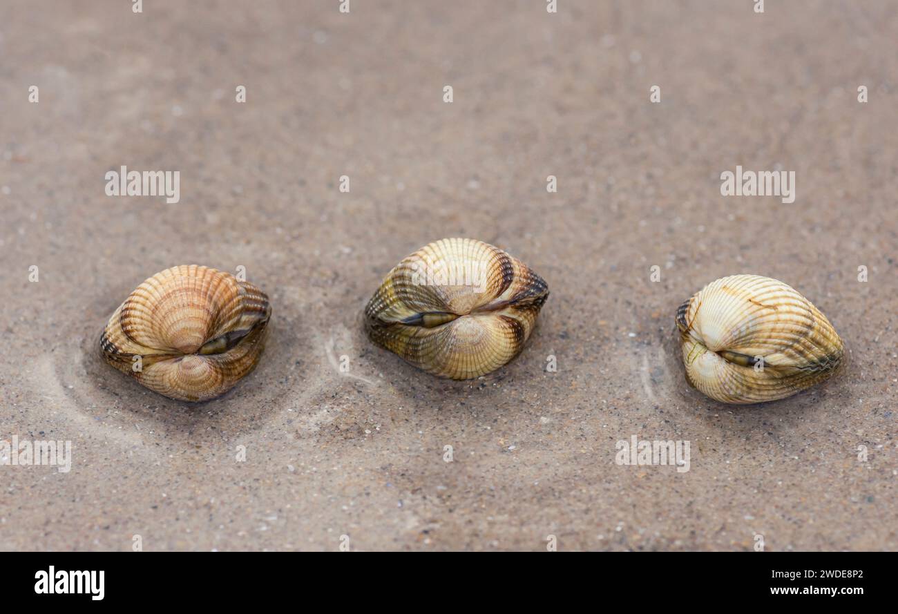 Common cockles Cardium edule, on a beach being submerged by the incoming tide, Teesmouth, November Stock Photo