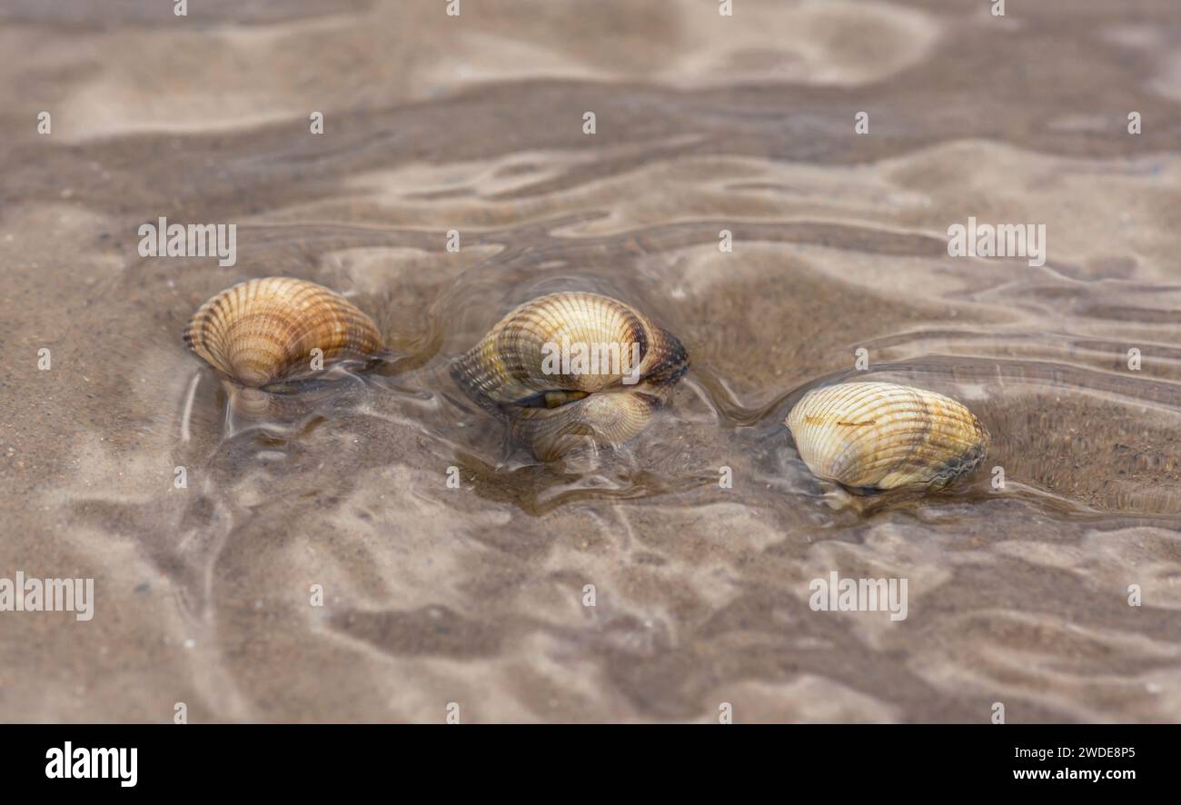 Common cockles Cardium edule, on a beach being submerged by the incoming tide, Teesmouth, November Stock Photo