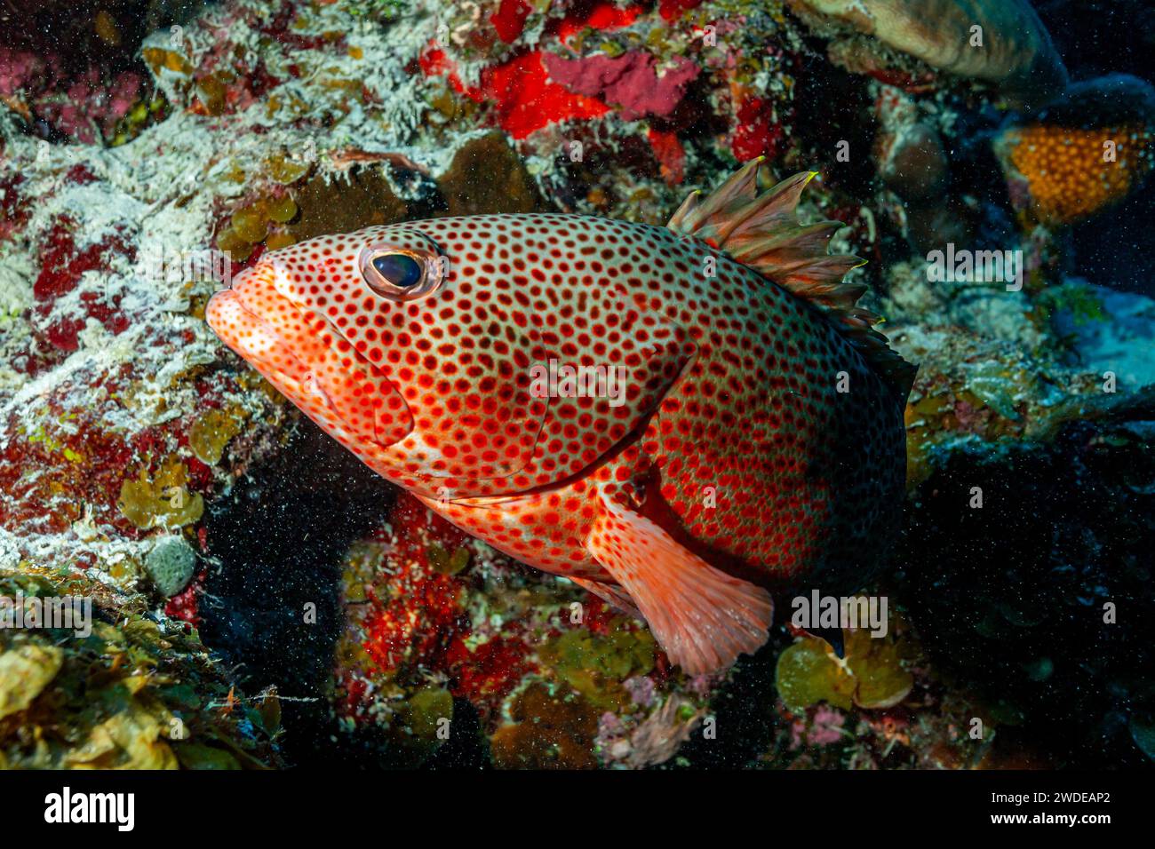 Belize, Red Hind (Epinephelus guttatus) Stock Photo