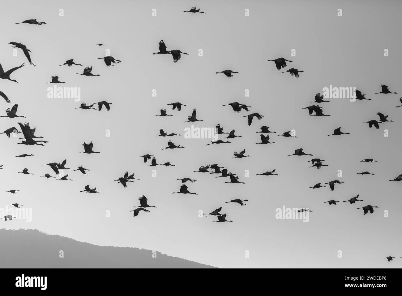 Crane field Black and White Stock Photos & Images - Alamy
