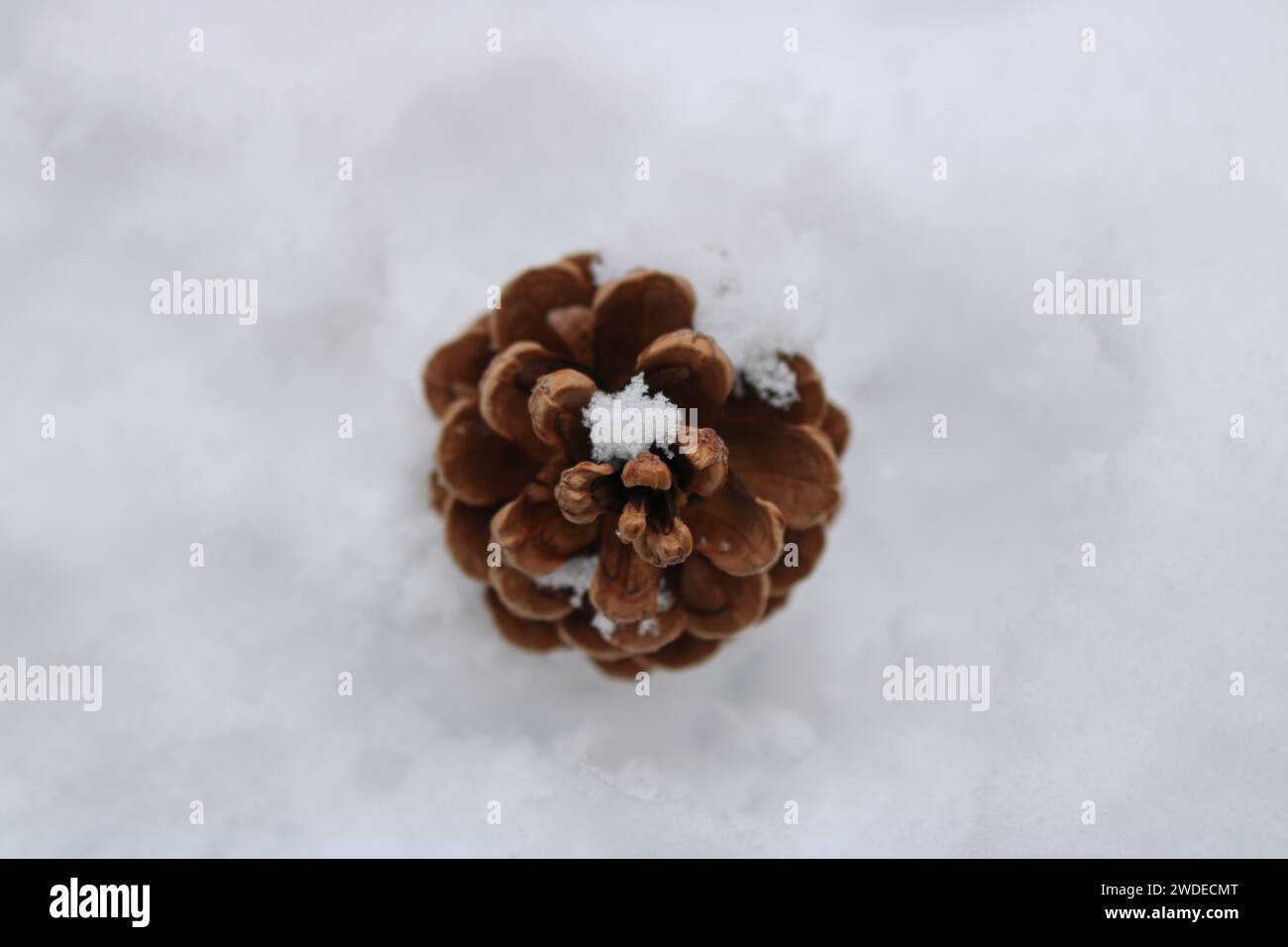 Falling pine cone on fir hi-res stock photography and images - Alamy