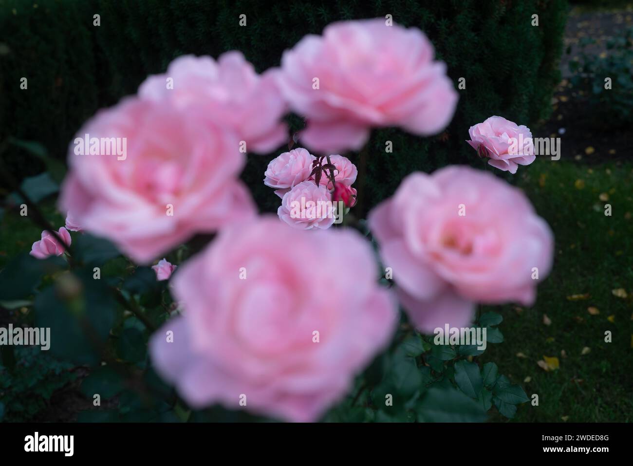 Frame of blurred pink roses around a few in the middle with sharp focus Stock Photo