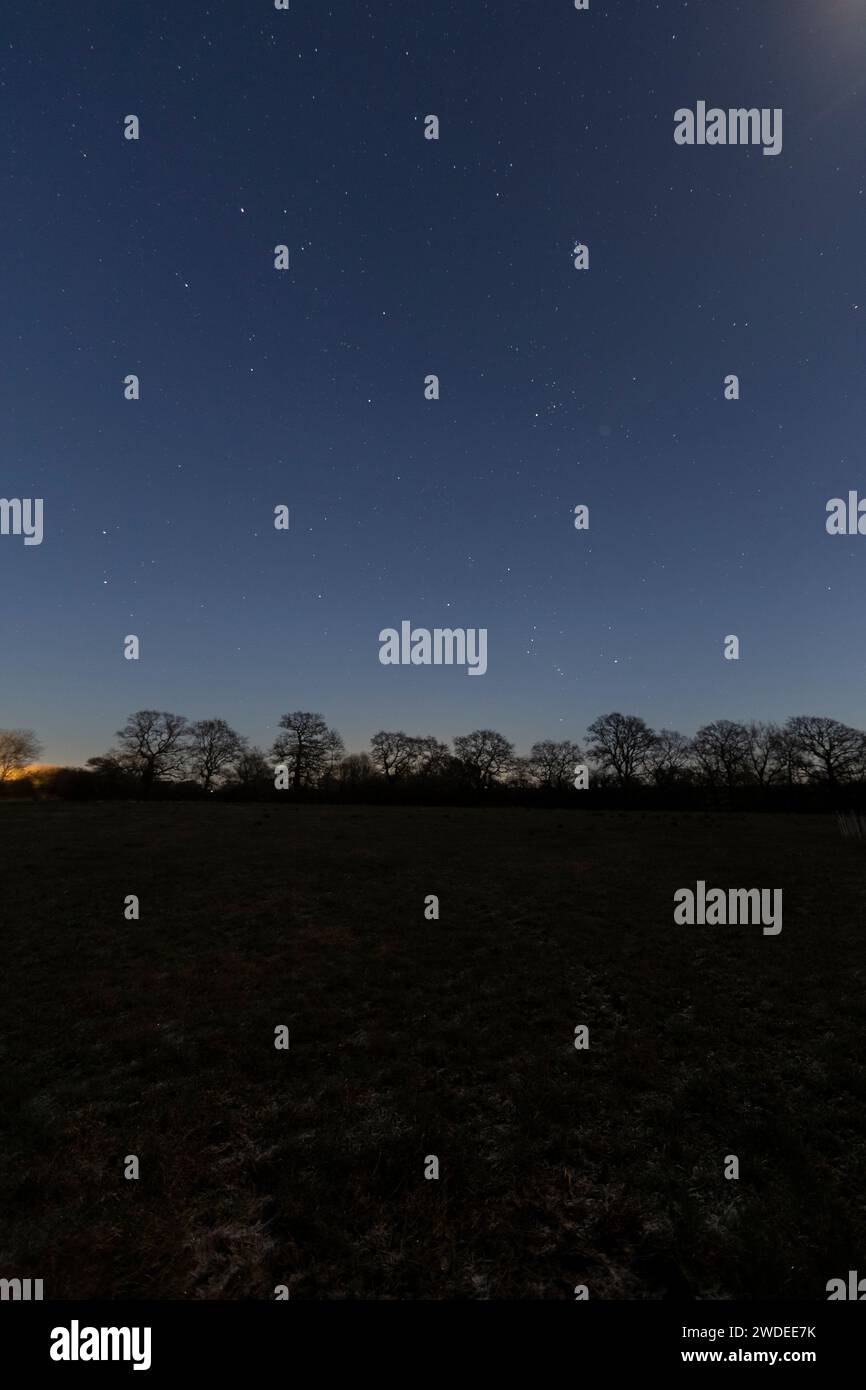 The constellation of Orion low in the sky above a line of Oak trees. Stock Photo